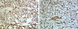 IKK gamma Antibody - BSA Free, Novus Biologicals 0.025 mg; Unconjugated:Antibodies,